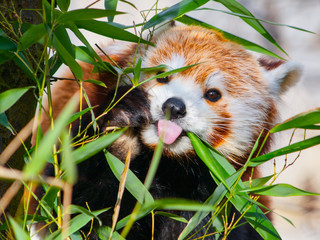 Red panda sitting on the branch and sticking its tongue out.