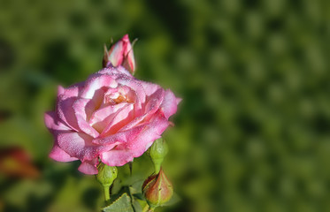 Pink rose at dawn in the dew drops on green background with copy space.
