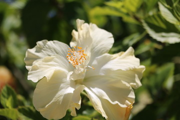 Hibiscus flower blooming white