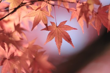 赤く色づいた紅葉