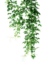 Wild climbing vine, Cayratia trifolia (Linn.) Domin. liana plant isolated on white background,...