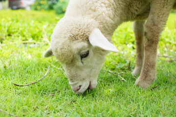 Naklejka na ściany i meble Lamb are eatting grass.