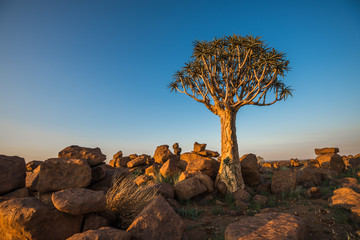 The quiver tree, or aloe dichotoma, Keetmanshoop, Namibia