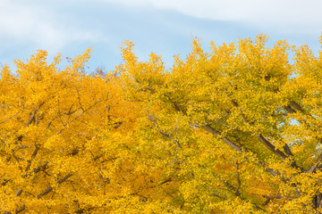 Ginkgo trees Autumn