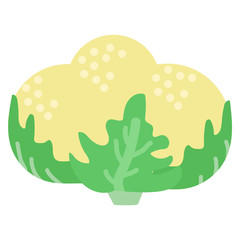 Cauliflower fresh vegetable icon, vector illustration flat style design isolated on white. Colorful graphics