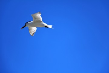 Obraz premium Thalasseus elegans at Indian Ocean in the port of Fremantle, Western Australia 