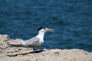 Thalasseus elegans at Indian Ocean in the port of Fremantle, Western Australia 