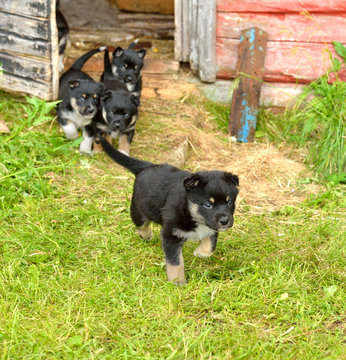 Lapland Reindeer dog, Reindeer Herder, lapinporokoira (Finnish), lapsk vallhund (Swedish). Small funny puppies go out for walk