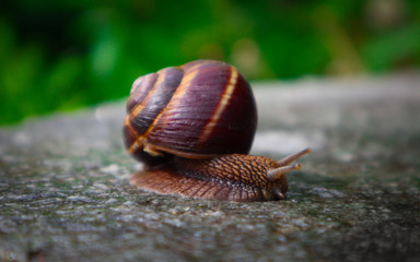 Photo depicts a wild lovely big beautiful snail with spiral shell. Amazing helix in the garden, crawling in wooden texture tree trunk, good sunny weather. Marco, close up view.