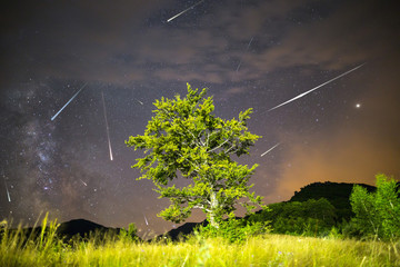 Green tree Milky way Meteor Shower