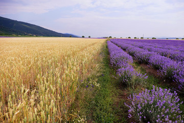 Naklejka na ściany i meble Wheat and lavender in the foothills of the Balkan Mountains.