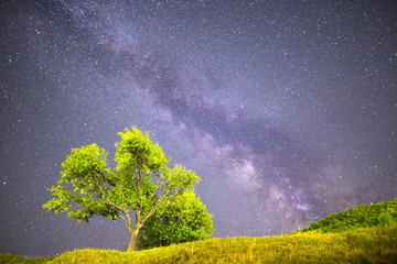 Green tree Milky way night sky
