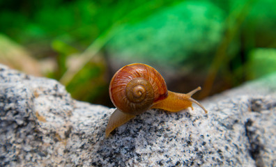 Photo depicts a wild lovely big beautiful snail with spiral shell. Amazing helix in the garden, crawling in a stone. Fresh green grass on the background, good sunny weather. Marco, close up view.
