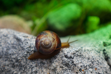 Photo depicts a wild lovely big beautiful snail with spiral shell. Amazing helix in the garden, crawling in a stone. Fresh green grass on the background, good sunny weather. Marco, close up view.