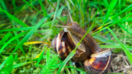 Photo depicts a couple of two wild lovely big beautiful snails with spiral shell are kissing. Amazing helix in the garden, hugging each other. Snail tender love concept. Marco, close up view.