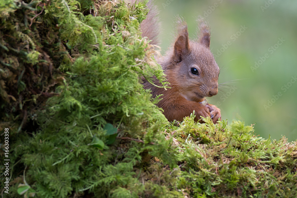 Aufkleber Close up of a shy red squirrel with its head just showing from behind a log and eating a nut