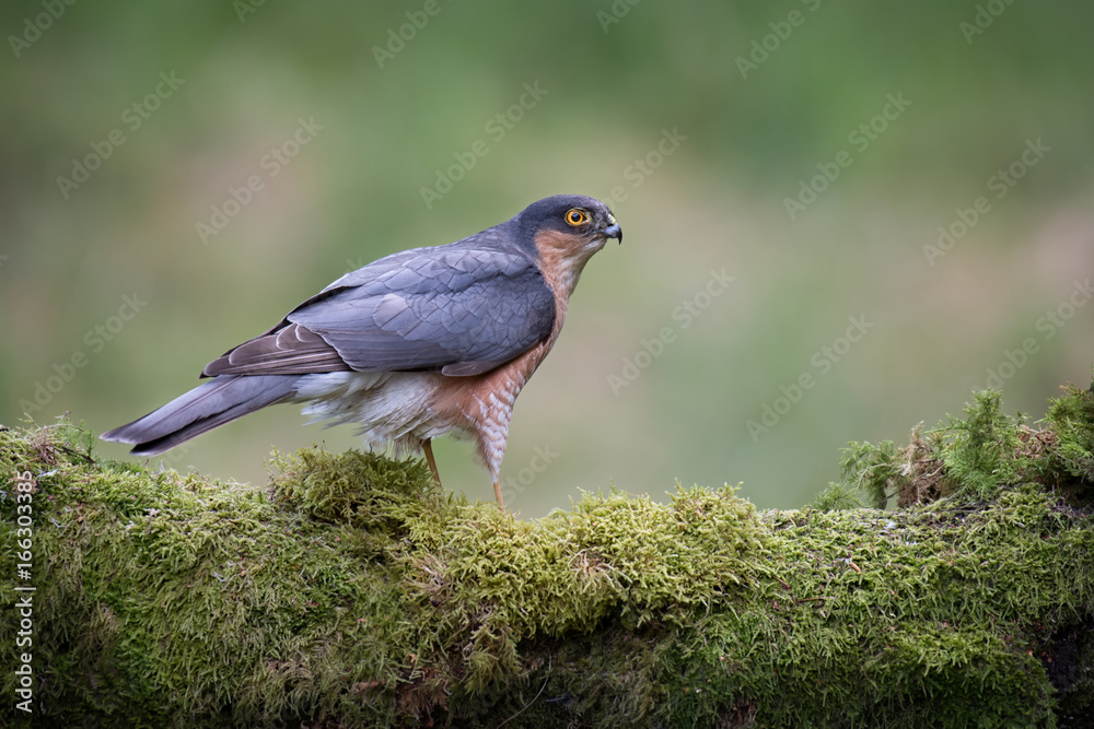Poster close up of an alert looking male sparrowhawk perched on a lichen covered log and looking to the rig