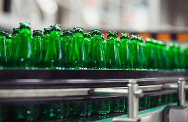 Green glass bottles without labels on the conveyor. Beer factory