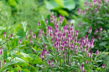 ピンクが綺麗なセロシア・アルゲンテア
