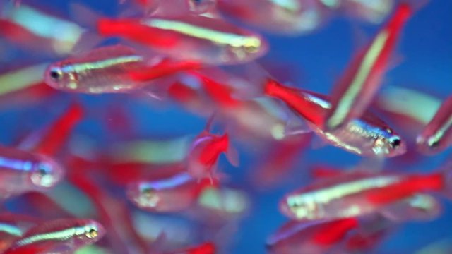 Neon Tetra (Paracheirodon innesi) Tropical fish