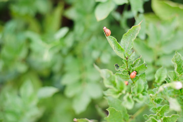 Colorado beetle
