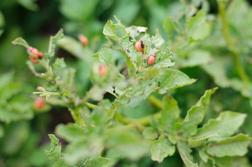 Larvae of the Colorado potato beetle
