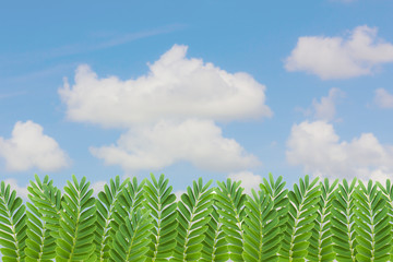 tamarind leaves on blur cloudy sky background