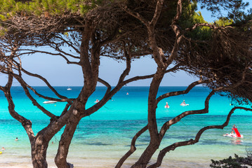 Dreamlike beach with pines near Cala Rajada - Cala Agulla - Majorca  –  9484