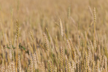 Golden wheat field and sunny day