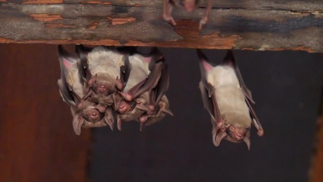 Bats are sleeping at noon by hanging themself from the top