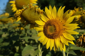Obraz premium A flower of a sunflower blossoms on a field of sunflowers on a sunny day.