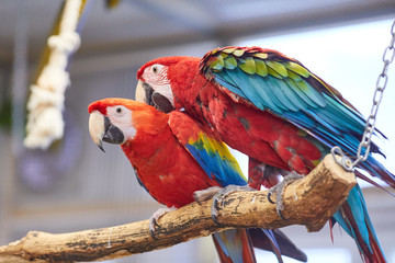 Two Colorful South American Blue, red and Yellow Macaw parrots (Ara ararauna)