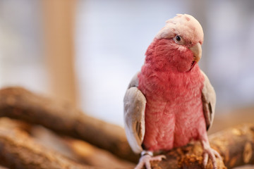 Galah cockatoo , Pink parrot