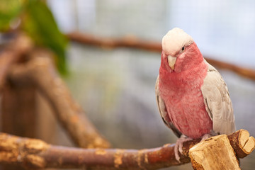 Galah cockatoo , Pink parrot