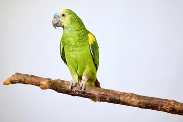 Abwaschbare Fototapete Papagei Papagei Amazonasgrün sitzt auf einem Ast, isoliertes Konzept