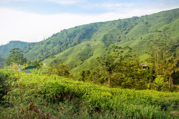 Fototapeta na wymiar Tea plantations on the hill