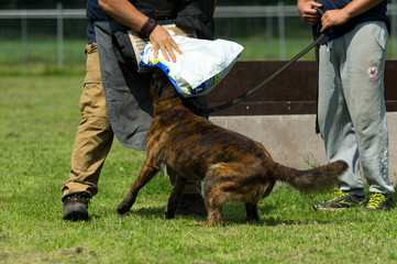 Schutzhund Training und Übungen auf dem Hundeplatz © tanja_riedel