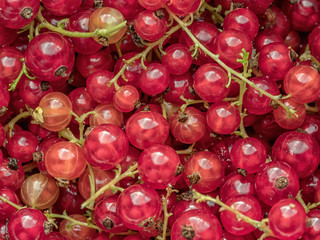 Bunch of red currant