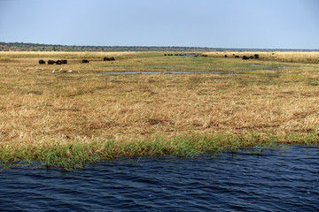 Wasserbüffel grasen am Sambesi