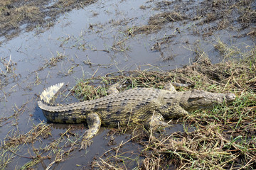 Krokodil in Sambesi