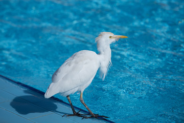 bird with white feather standing near swimming pool