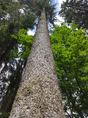 Fototapeta premium Fichtenwald, Fichte; Picea; abies