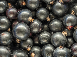 Bunch of black currant