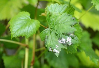Grape Powdery Mildew. Grapevine diseases. Downy Mildew (Plasmopara vitikola) is a fungal disease that affects a wide range of plants.