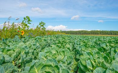 Wild flowers and vegetables in a field in sunlight in summer