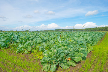 Vegetables growing in a field in sunlight in summer