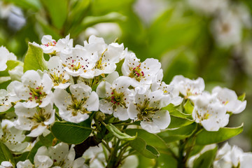 Spring pear flowers on a tree