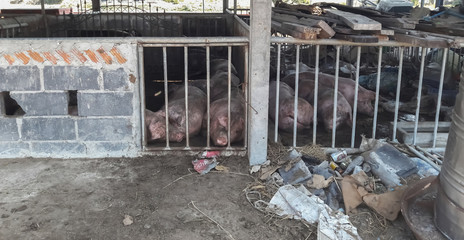 pig is trapped in a stable waiting to be killed.