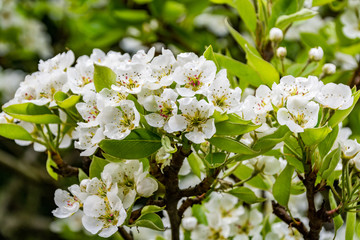 Spring pear flowers on a tree