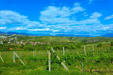 Fototapeta na wymiar Europe, Bulgaria, Melnik city. Small vinery village in traditional style..Bulgarian Balkans mountain landscape, sandstones countryside, grape plantation.